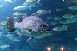 Photo of a fish